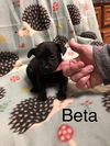 Beta