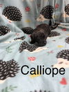 Calliope now Indi