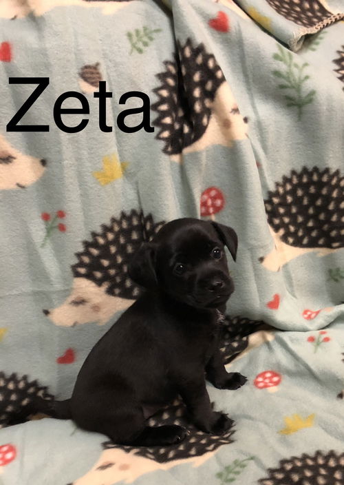 Zeta now Coda