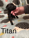 Titan now Tucker