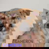 Cameron now Palmer