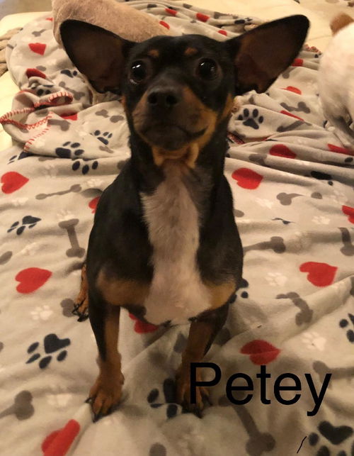 Petey