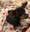 Petey