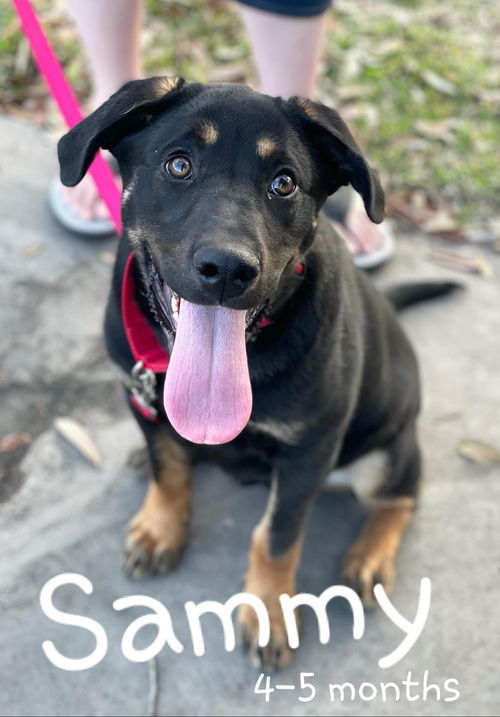 Sammy
