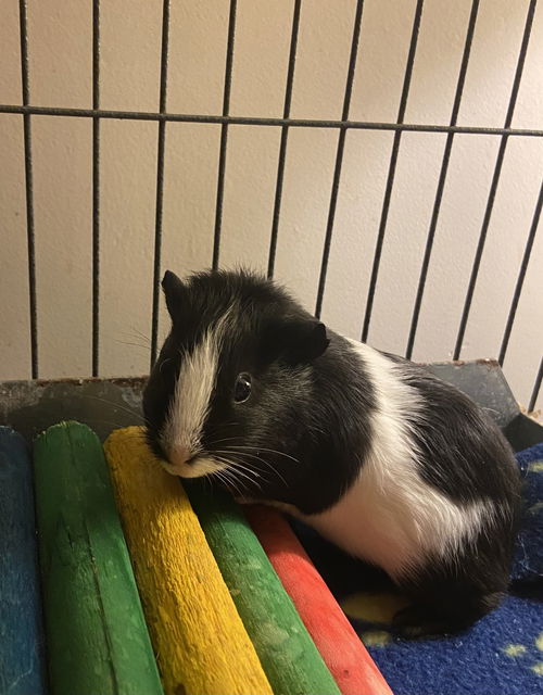 Pepper