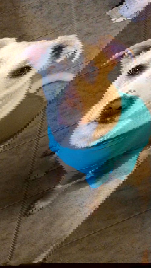 Anistyn
