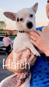 Hatch