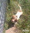 Alley nka Addie