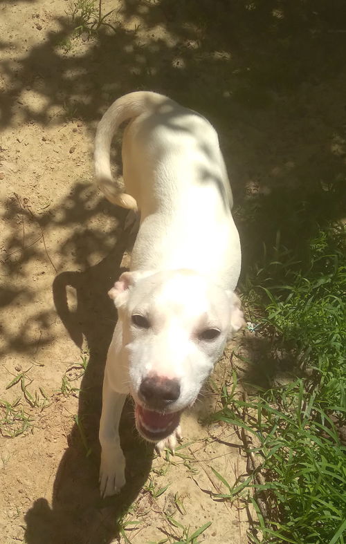 Casper Junior