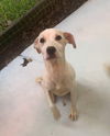 Casper Junior