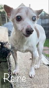 Raine - Special Home Needed!