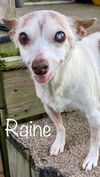 Raine - Special Home Needed!