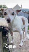 Raine - Special Home Needed!