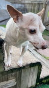 Raine - Special Home Needed!