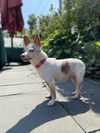 Raine - Special Home Needed!