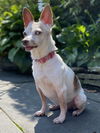 Raine - Special Home Needed!