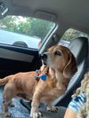 Buster Beagle