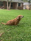 Buster Beagle