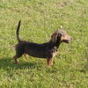 Patsy