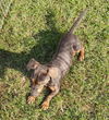 Patsy