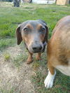 Patsy