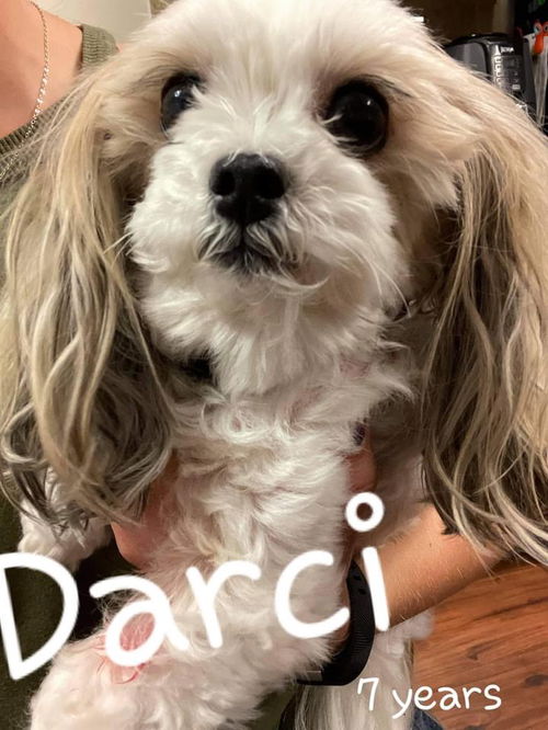 Darci