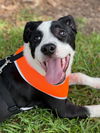 Tobias - A DIAMOND in the ruff!