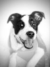 Tobias - A DIAMOND in the ruff!