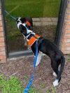 Tobias - A DIAMOND in the ruff!