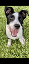 Tobias - A DIAMOND in the ruff!
