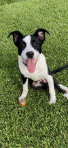 Tobias - A DIAMOND in the ruff!