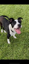 Tobias - A DIAMOND in the ruff!