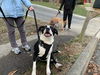 Tobias - A DIAMOND in the ruff!