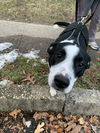 Tobias - A DIAMOND in the ruff!