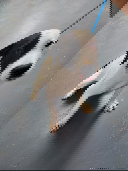 Petah