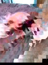 Peanut