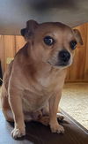 Peanut