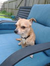 Peanut