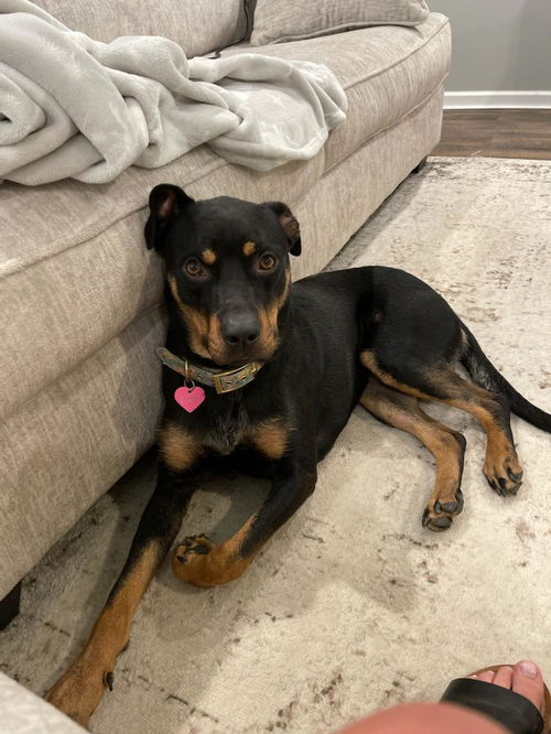 Honey (rotti)