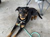 Honey (rotti)