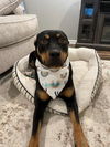 Honey (rotti)