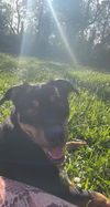 Honey (rotti)