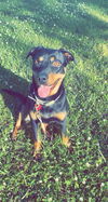 Honey (rotti)