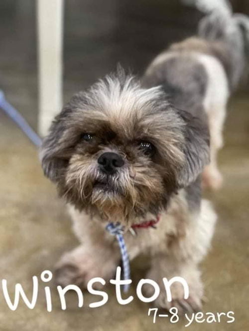 Winston