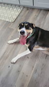 Bo - Beautiful Bo!