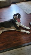 Bo - Beautiful Bo!