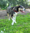 Bo - Beautiful Bo!