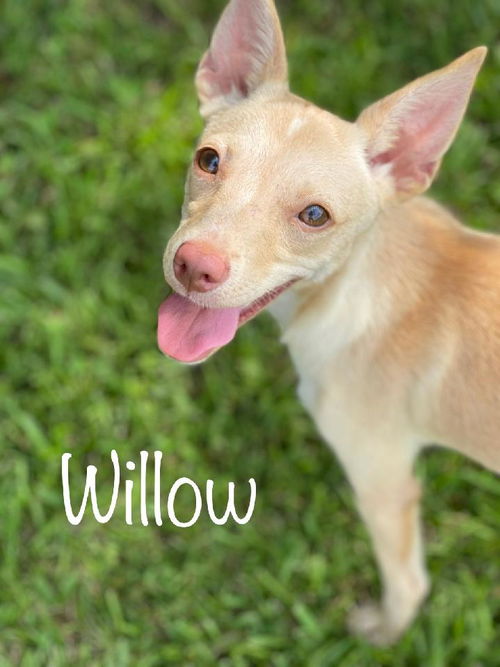Willow