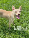 Willow