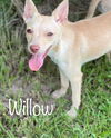 Willow